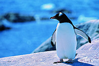 Eselspinguin