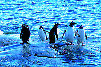 Eselspinguine auf Goudier Island