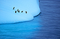 Pinguine bei Elephant Island 