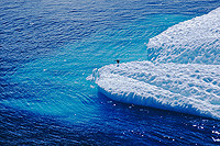 Pinguin auf Eisscholle