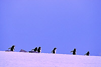 Eselspinguine