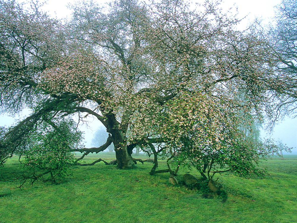 zur Übersicht Bäume 9