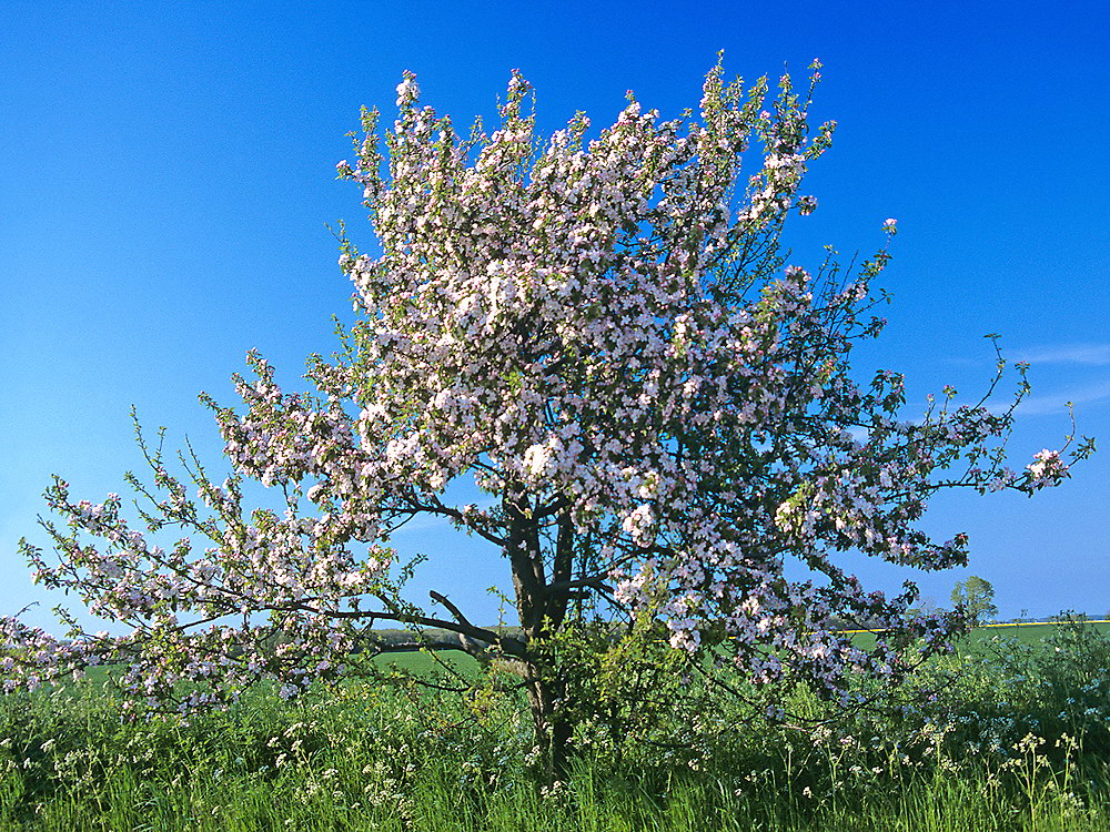 zur Übersicht Bäume 9
