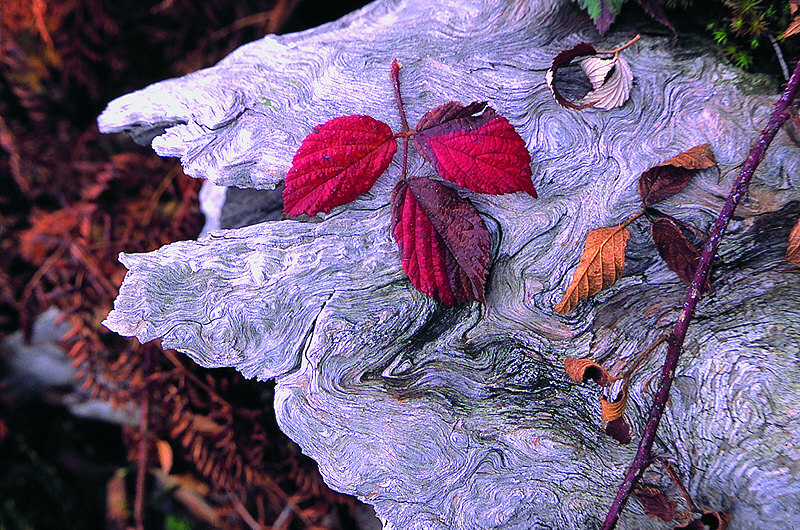 zur Übersicht Blatt um Blatt I