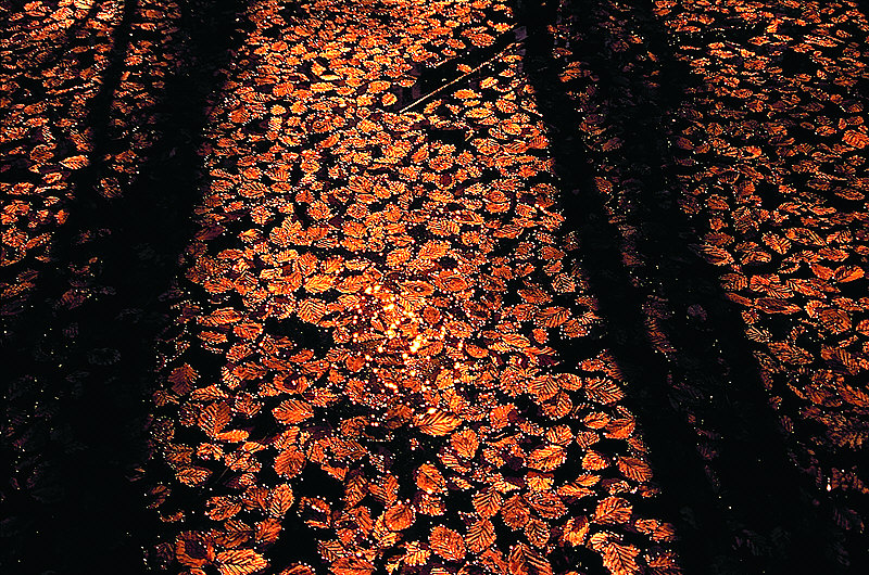 zur Übersicht Blatt um Blatt I