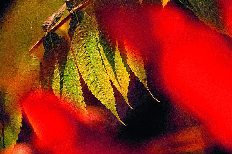 zur Übersicht Blatt um Blatt I