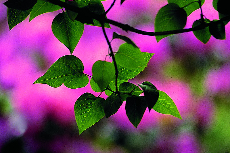 zur Übersicht Blatt um Blatt I