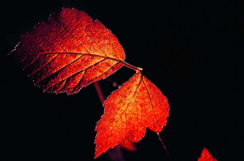 zur Übersicht Blatt um Blatt I