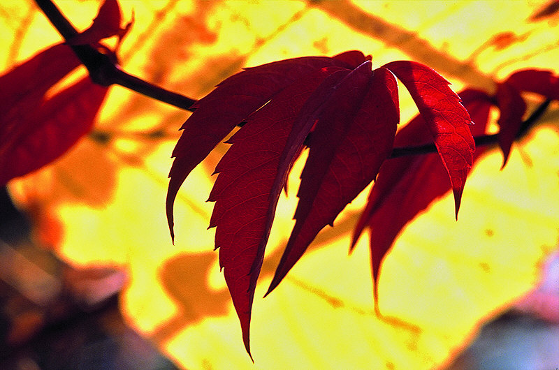 zur Übersicht Blatt um Blatt I