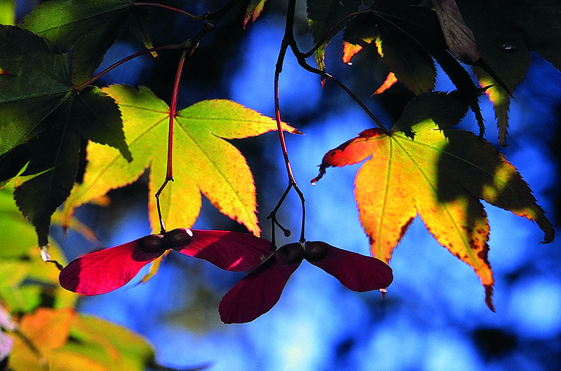 zur Übersicht Blatt um Blatt II