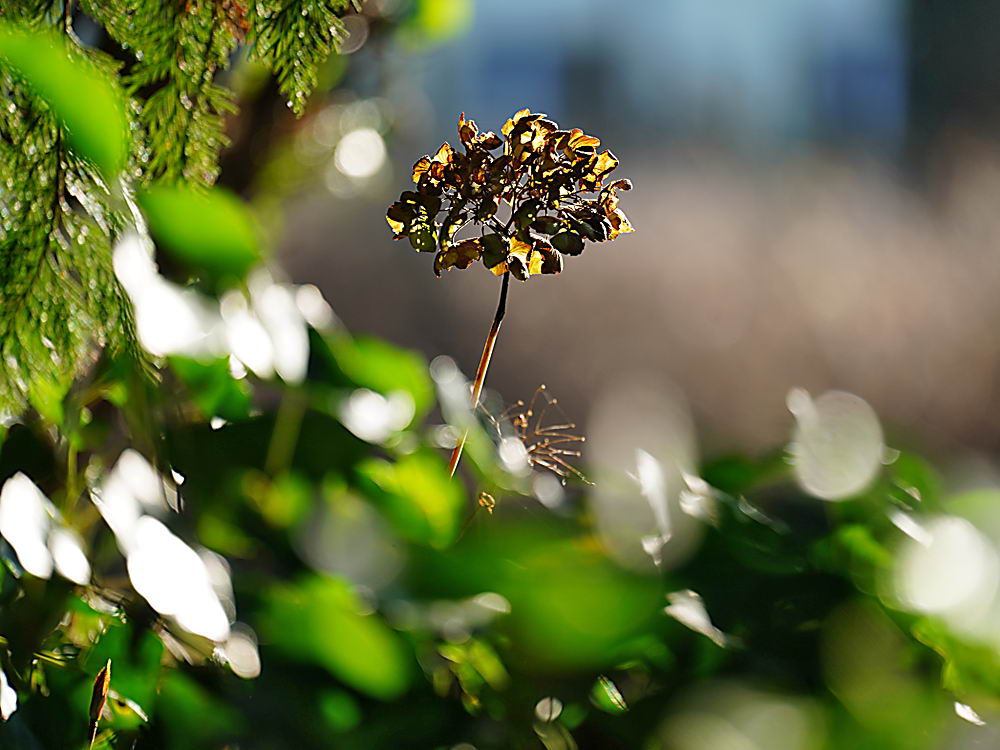 zur Übersicht Blatt um Blatt 12