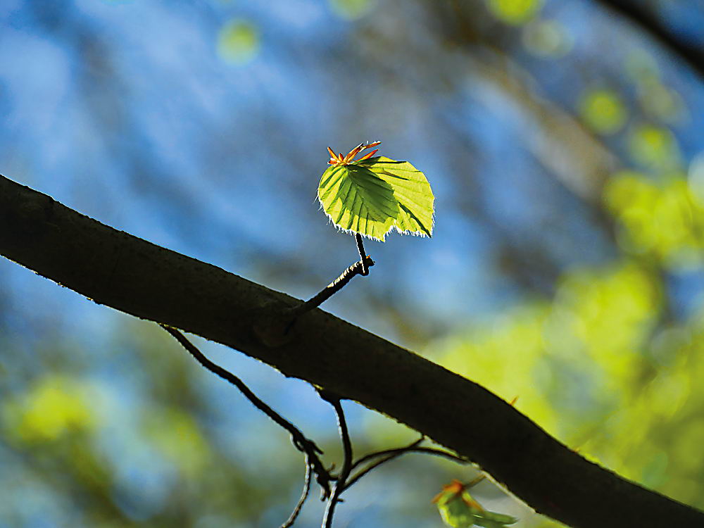 zur Übersicht Blatt um Blatt 12