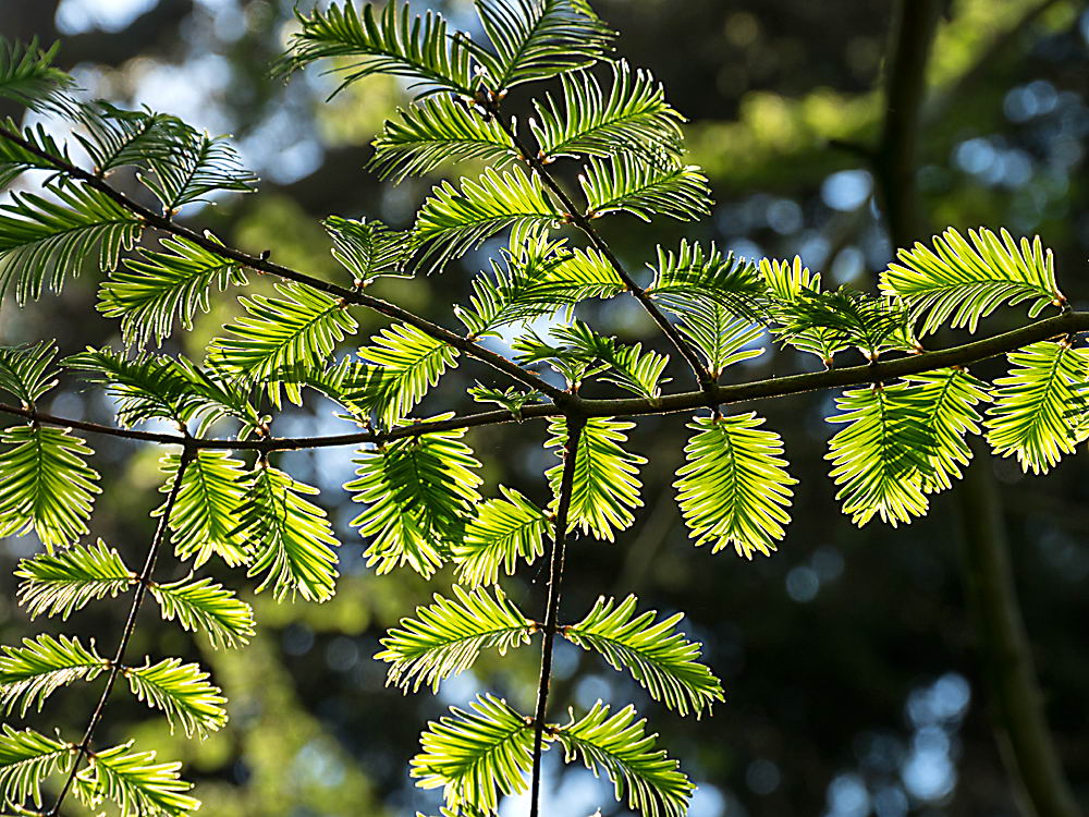 zur Übersicht Blatt um Blatt 12