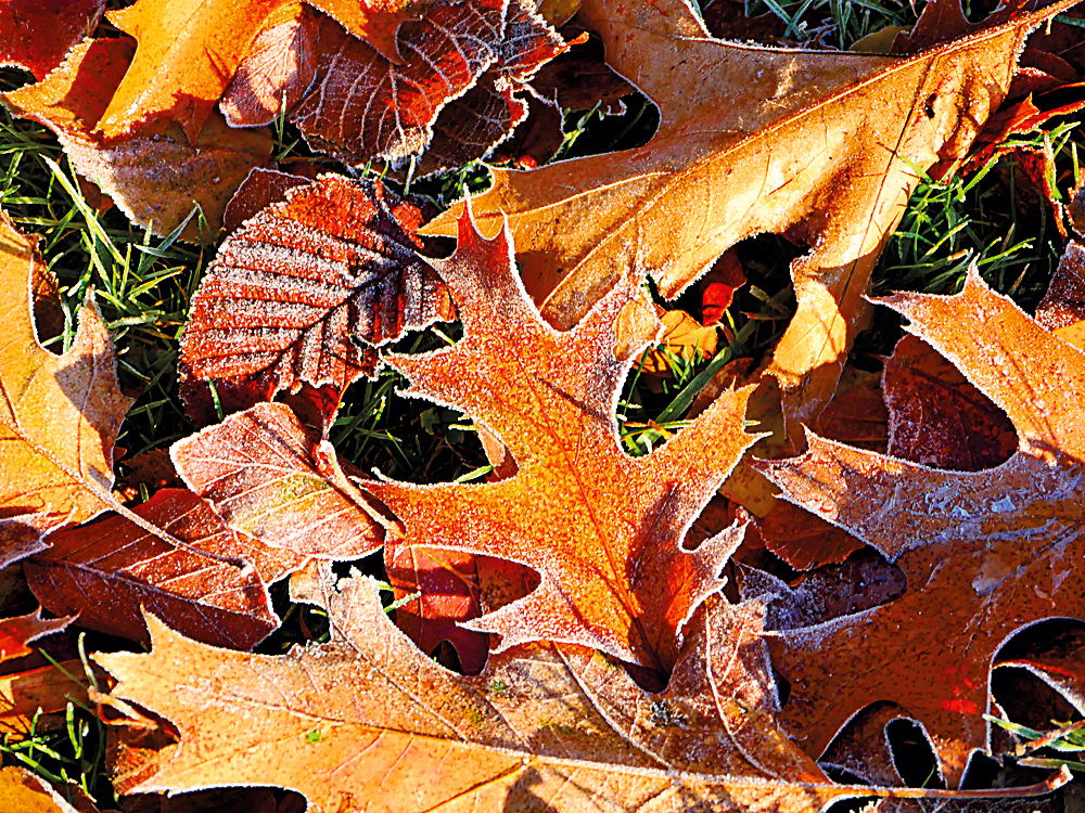 zur Übersicht Blatt um Blatt 12