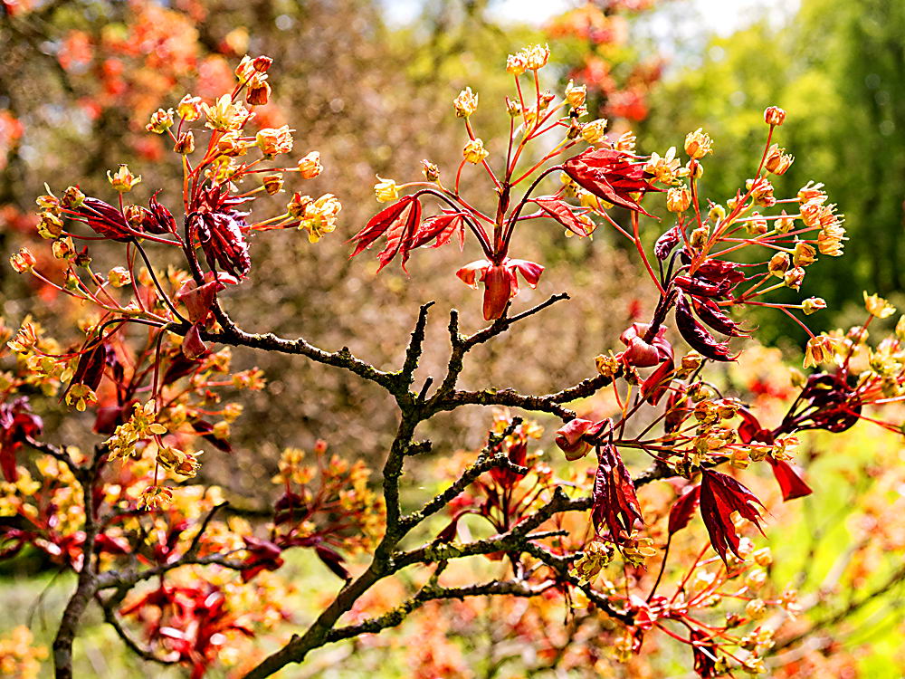 zur Übersicht Blatt um Blatt 12
