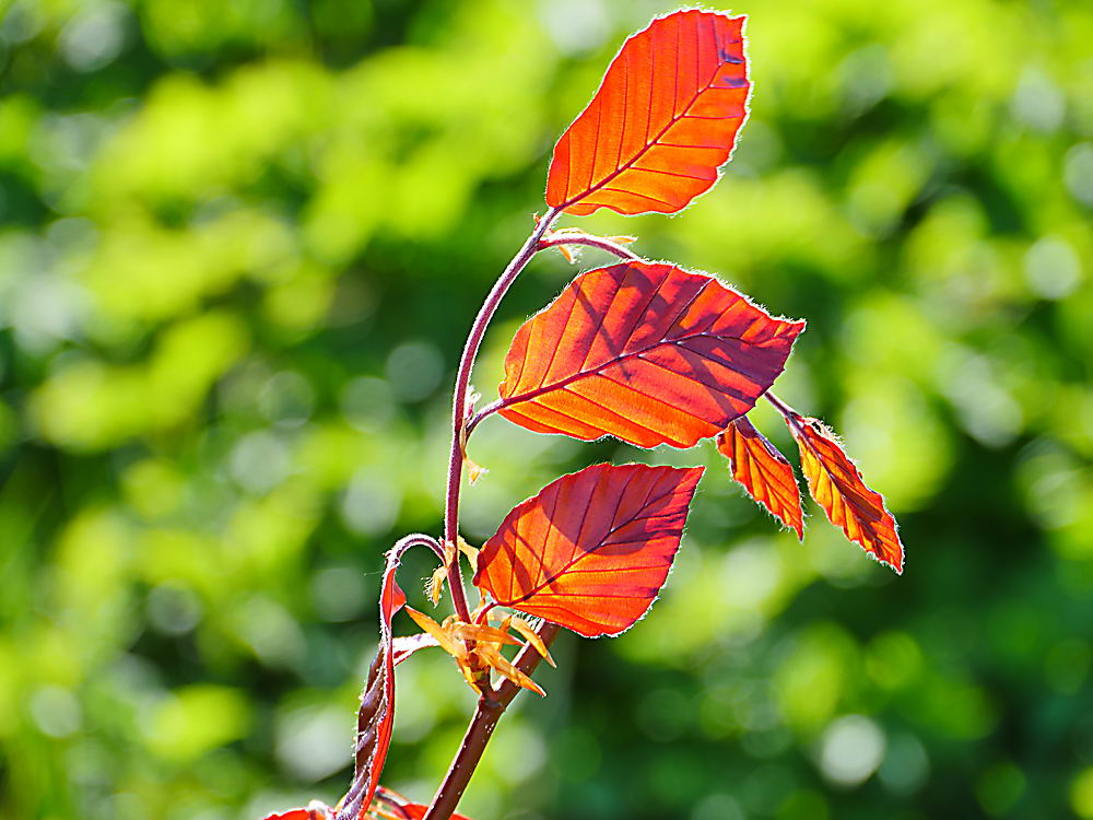zur Übersicht Blatt um Blatt 12