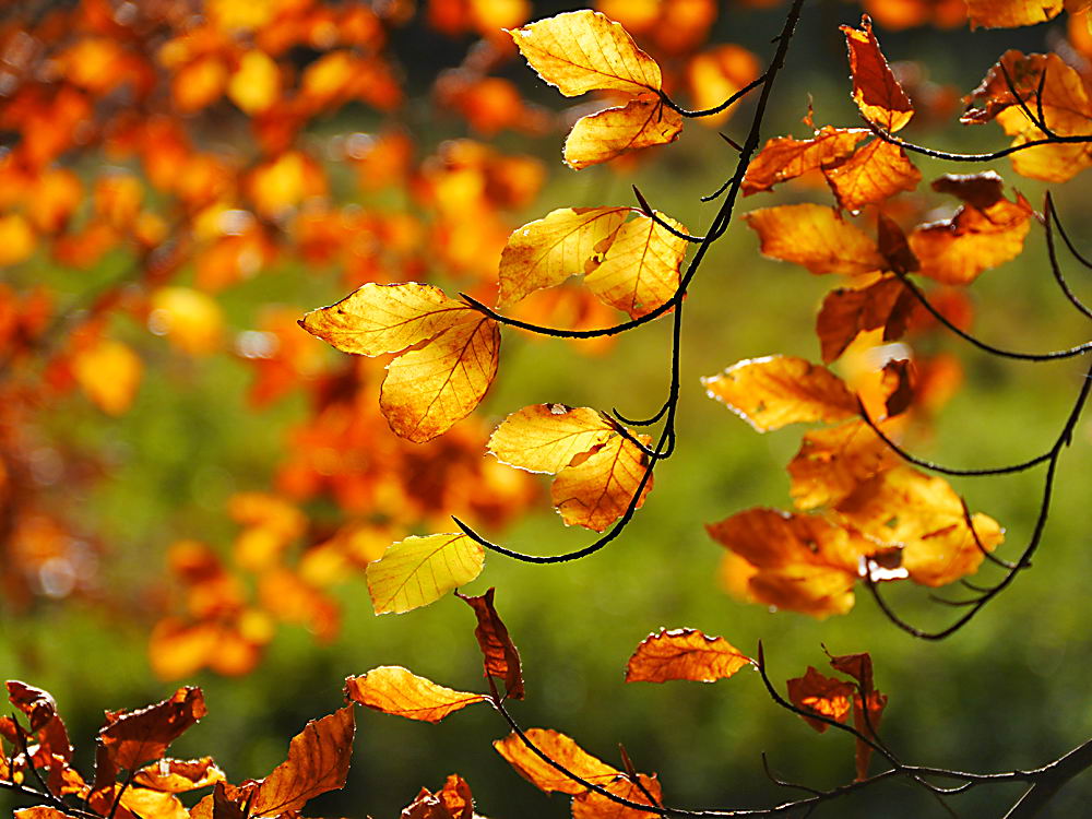 zur Übersicht Blatt um Blatt 12