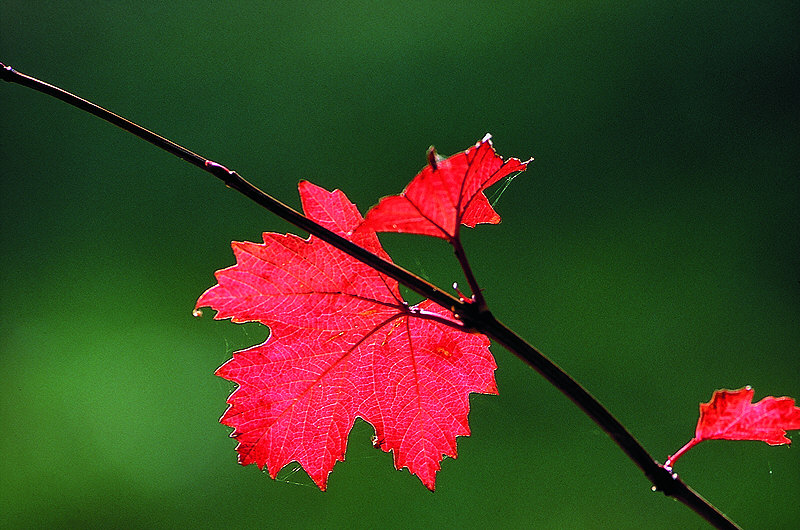 zur Übersicht Blatt um Blatt II