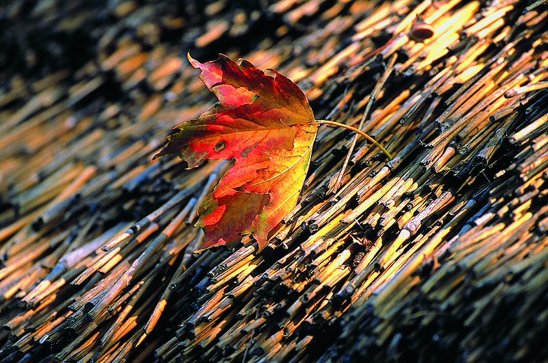 zur Übersicht Blatt um Blatt II