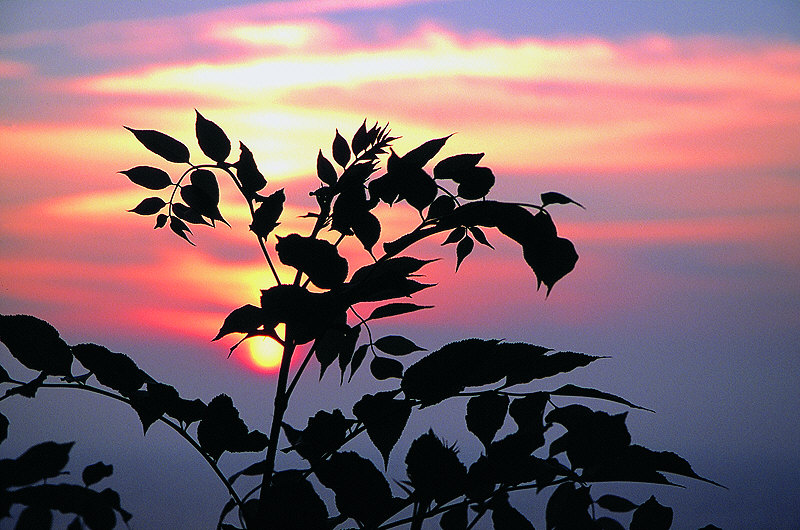 zur Übersicht Blatt um Blatt II