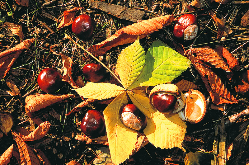 zur Übersicht Blatt um Blatt II