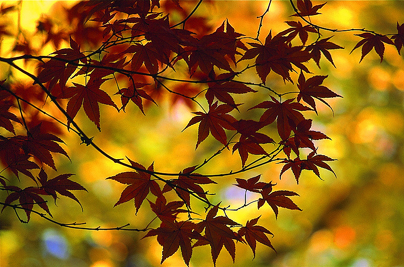 zur Übersicht Blatt um Blatt II