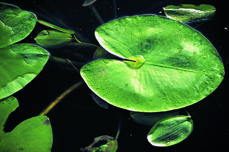 zur Übersicht Blatt um Blatt III