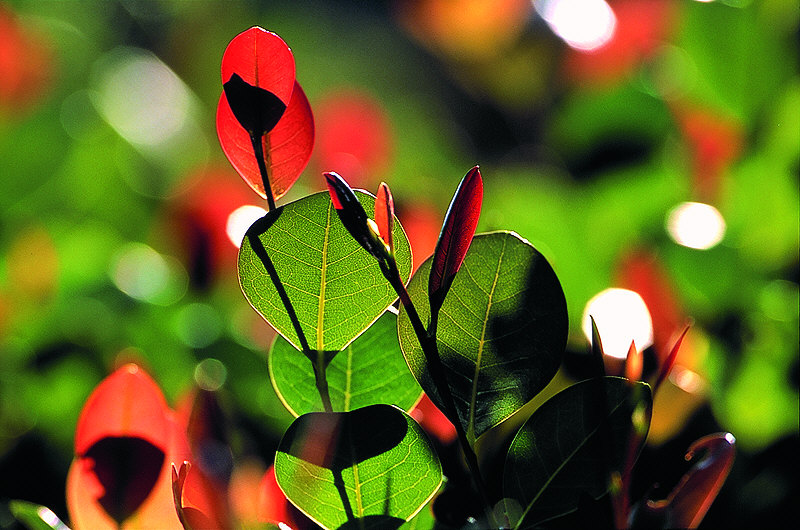 zur Übersicht Blatt um Blatt III