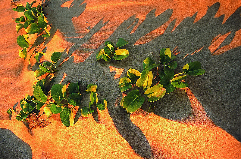 zur Übersicht Blatt um Blatt III