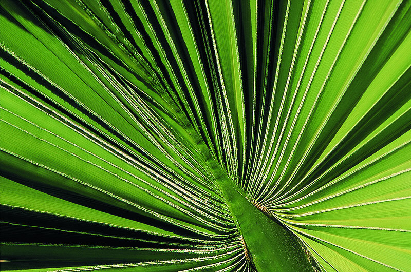 zur Übersicht Blatt um Blatt III