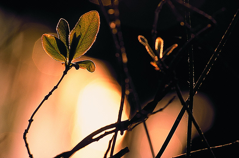 zur Übersicht Blatt um Blatt III