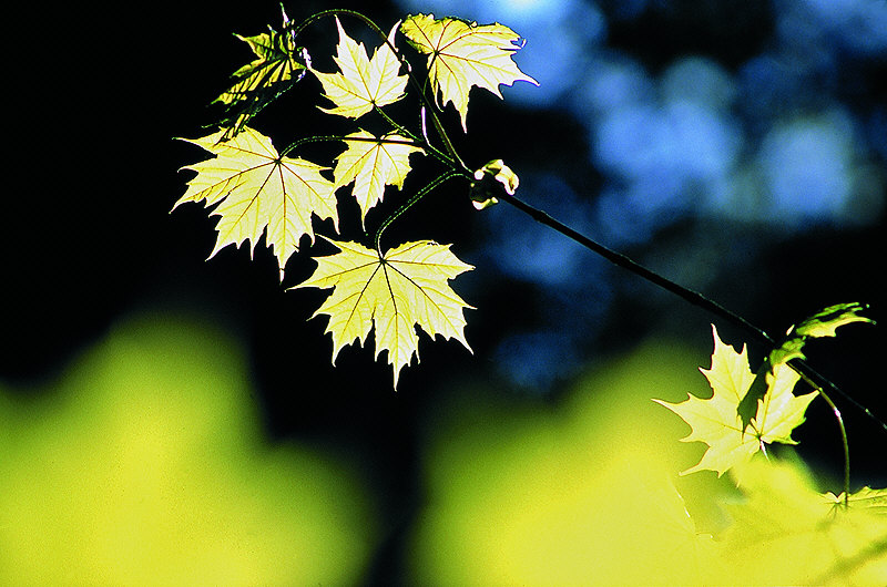 zur Übersicht Blatt um Blatt III