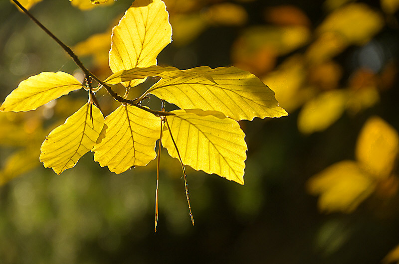 zur Übersicht Blatt um Blatt 4