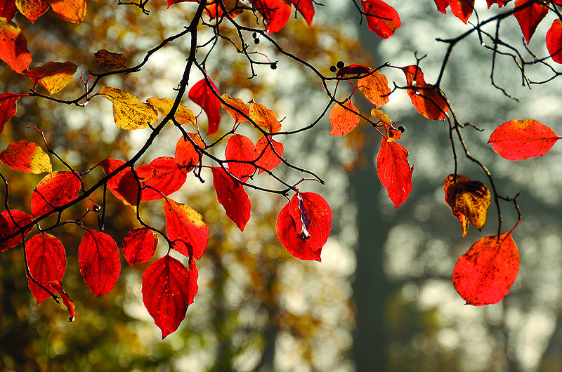 zur Übersicht Blatt um Blatt 4