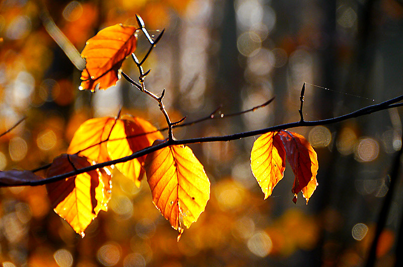 zur Übersicht Blatt um Blatt 4