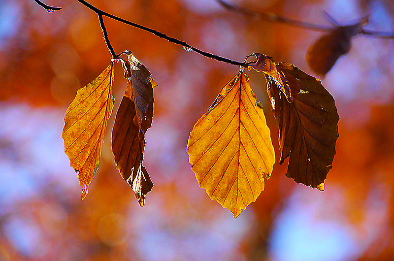 zur Übersicht Blatt um Blatt 4