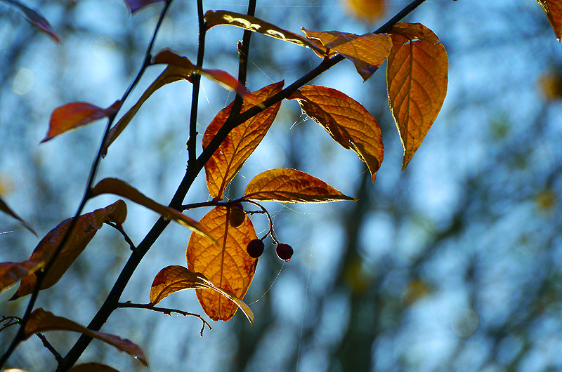 zur Übersicht Blatt um Blatt 4