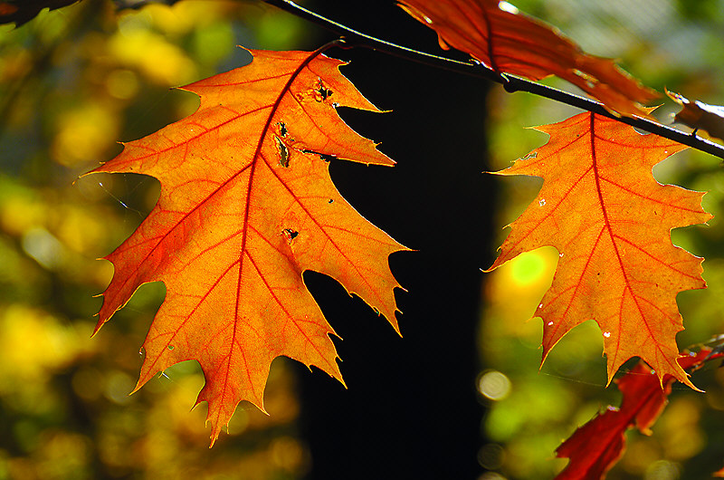 zur Übersicht Blatt um Blatt 4