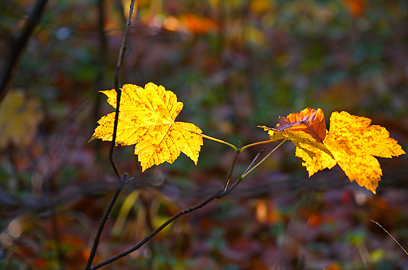 zur Übersicht Blatt um Blatt 4