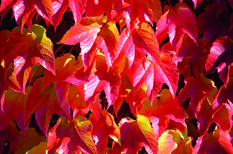 zur Übersicht Blatt um Blatt 4