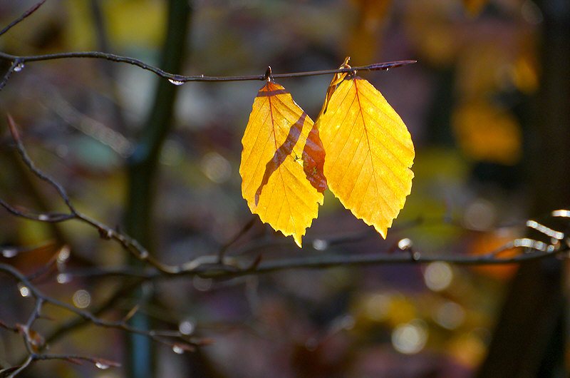 zur Übersicht Blatt um Blatt 4