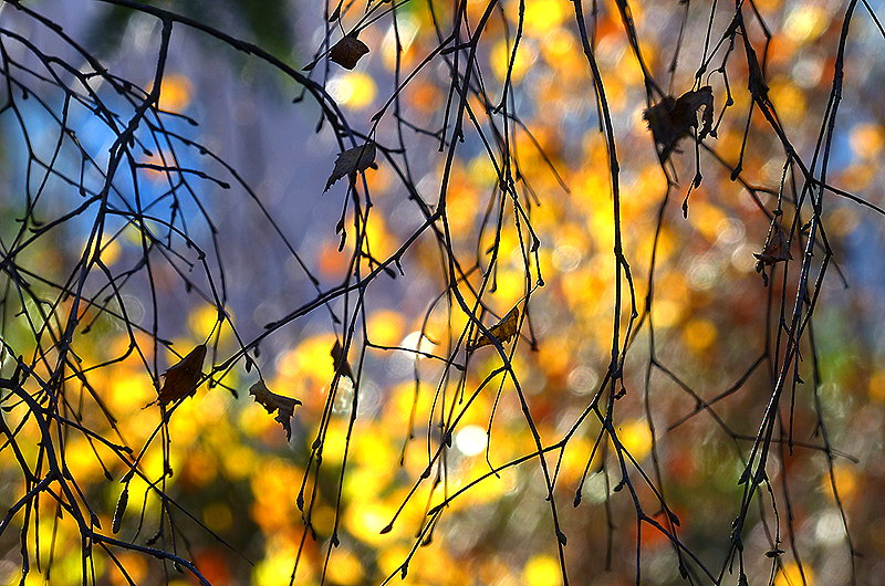 zur Übersicht Blatt um Blatt 5