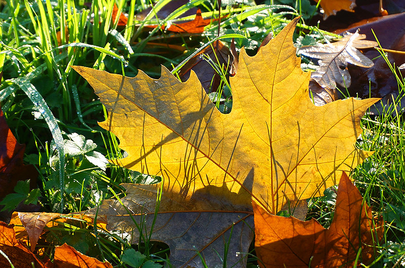 zur Übersicht Blatt um Blatt 5