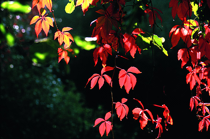 zur Übersicht Blatt um Blatt 5