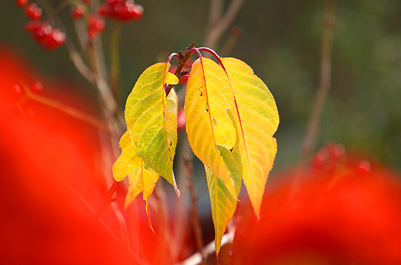zur Übersicht Blatt um Blatt 5