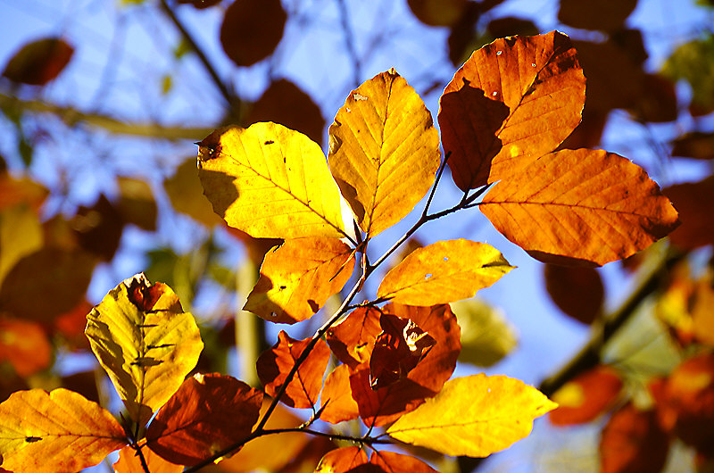 zur Übersicht Blatt um Blatt 5