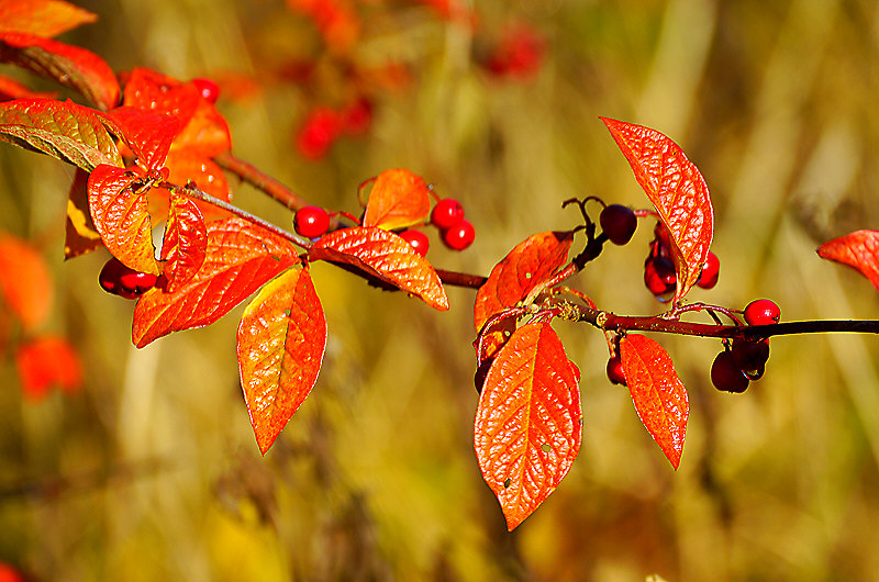 zur Übersicht Blatt um Blatt 5
