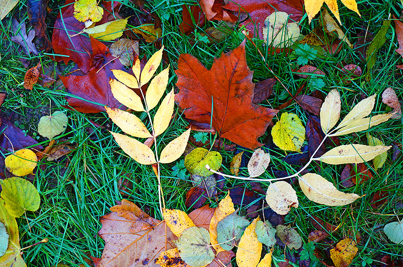 zur Übersicht Blatt um Blatt 5
