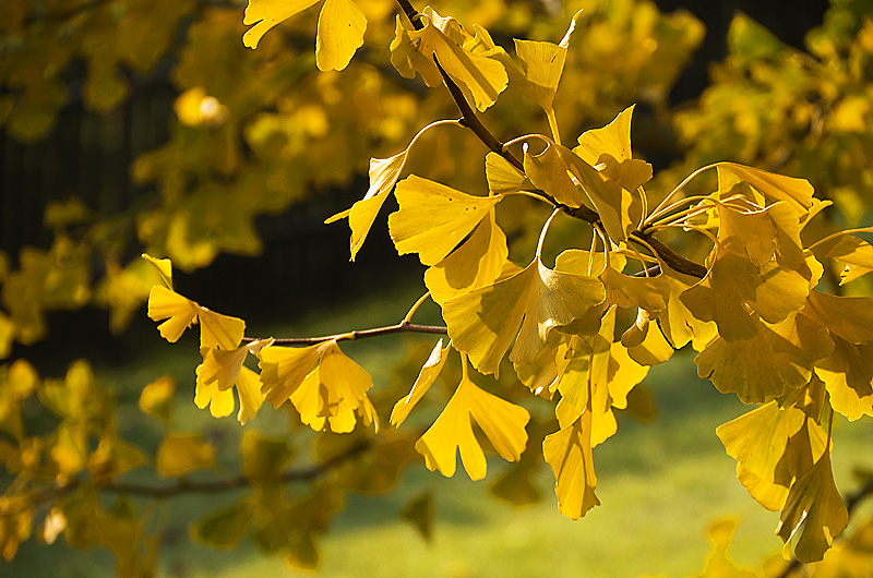 zur Übersicht Blatt um Blatt 5