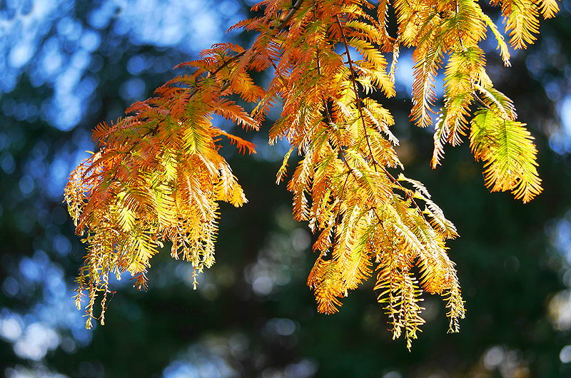 zur Übersicht Blatt um Blatt 6